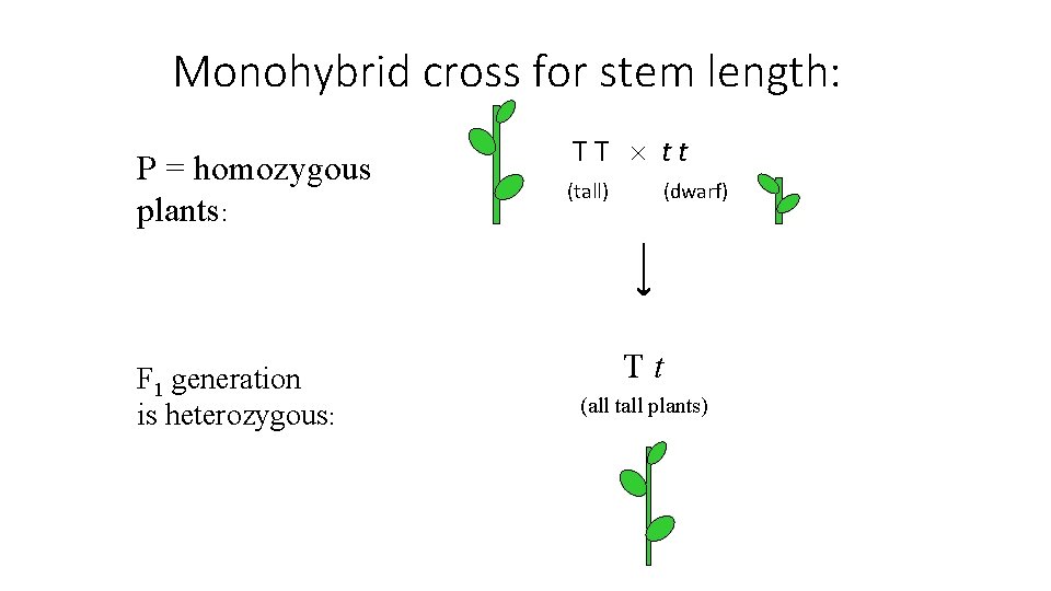 Monohybrid cross for stem length: P = homozygous plants: F 1 generation is heterozygous: