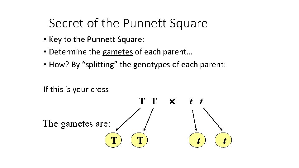 Secret of the Punnett Square • Key to the Punnett Square: • Determine the