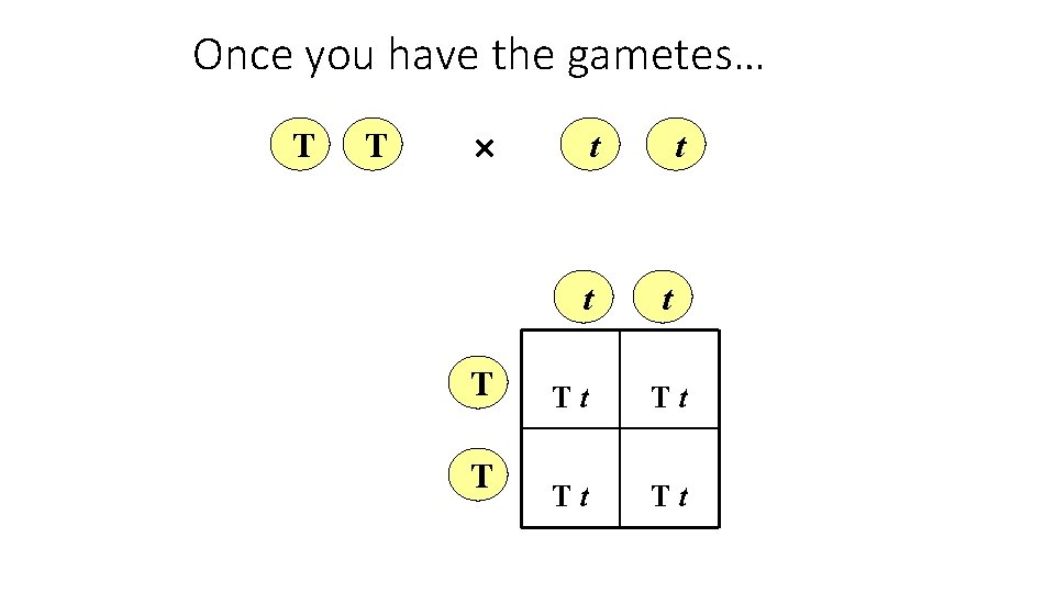 Once you have the gametes… T T t t Tt Tt 