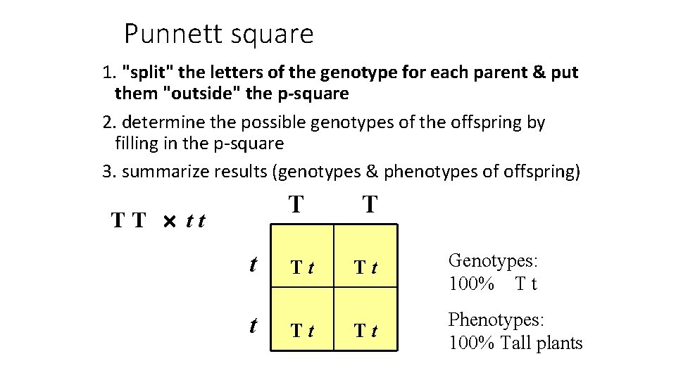 Punnett square 1. "split" the letters of the genotype for each parent & put