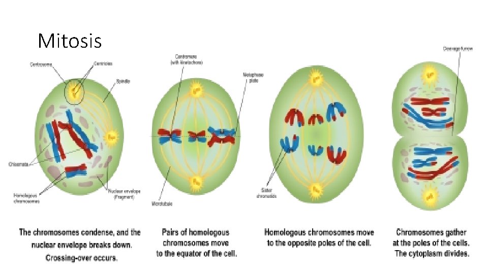 Mitosis 