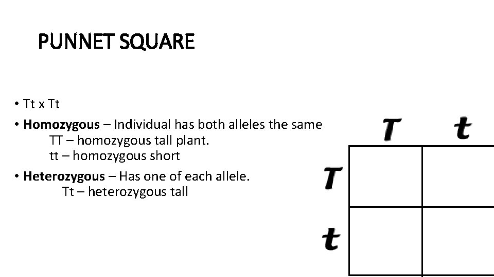 PUNNET SQUARE • Tt x Tt • Homozygous – Individual has both alleles the