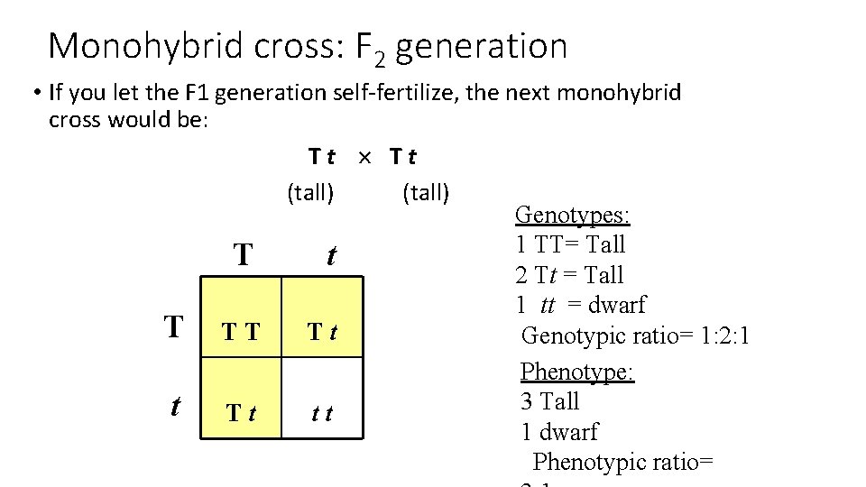 Monohybrid cross: F 2 generation • If you let the F 1 generation self-fertilize,