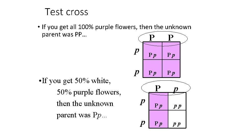 Test cross • If you get all 100% purple flowers, then the unknown parent