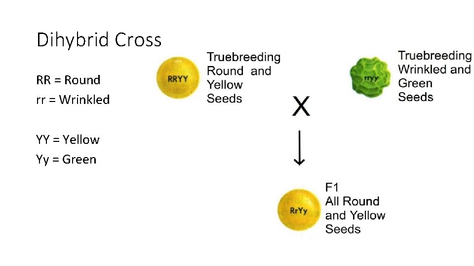 Dihybrid Cross RR = Round rr = Wrinkled YY = Yellow Yy = Green