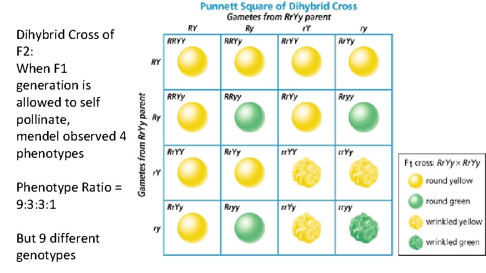 Dihybrid Cross of F 2: When F 1 generation is allowed to self pollinate,