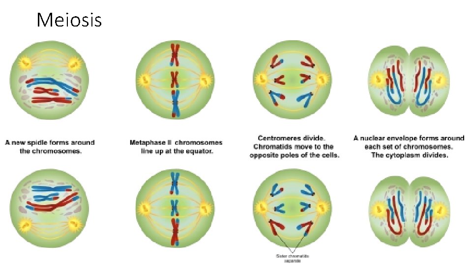 Meiosis 