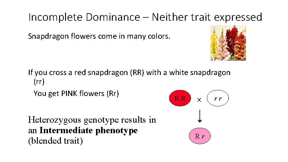 Incomplete Dominance – Neither trait expressed Snapdragon flowers come in many colors. If you