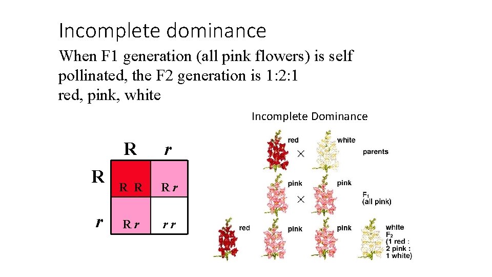 Incomplete dominance When F 1 generation (all pink flowers) is self pollinated, the F