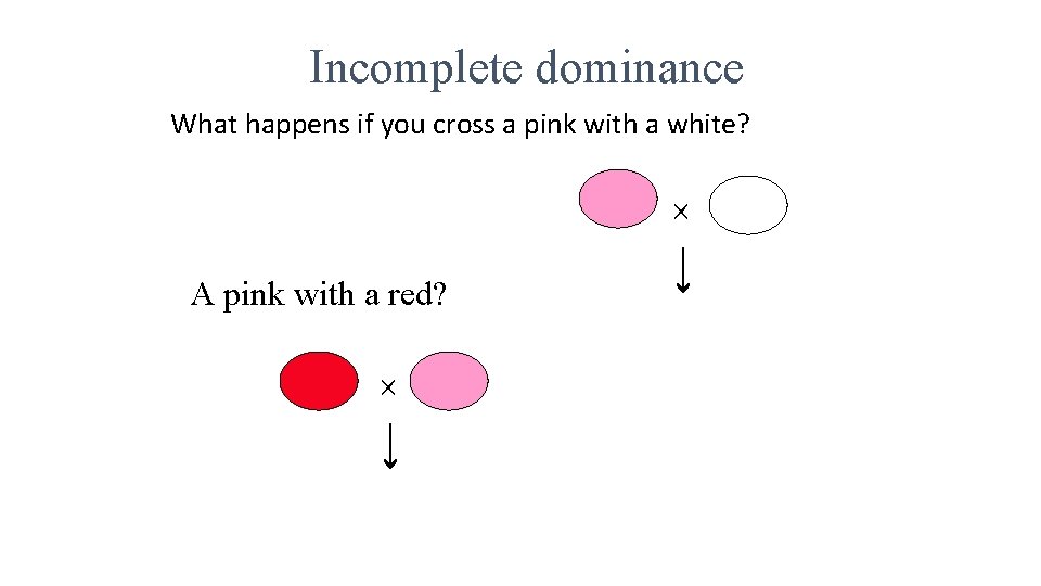 Incomplete dominance What happens if you cross a pink with a white? A pink