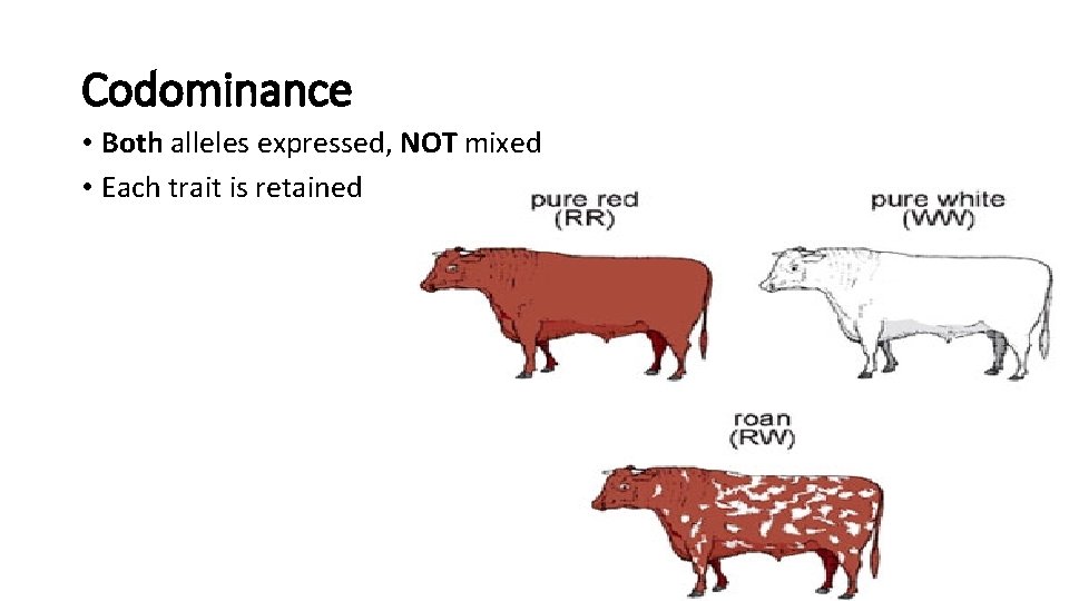 Codominance • Both alleles expressed, NOT mixed • Each trait is retained 