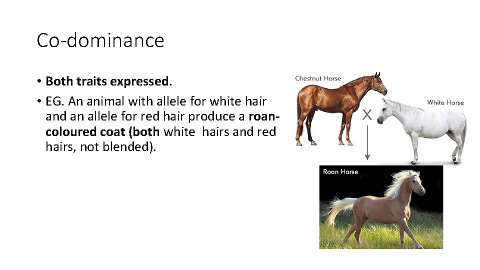 Co-dominance • Both traits expressed. • EG. An animal with allele for white hair