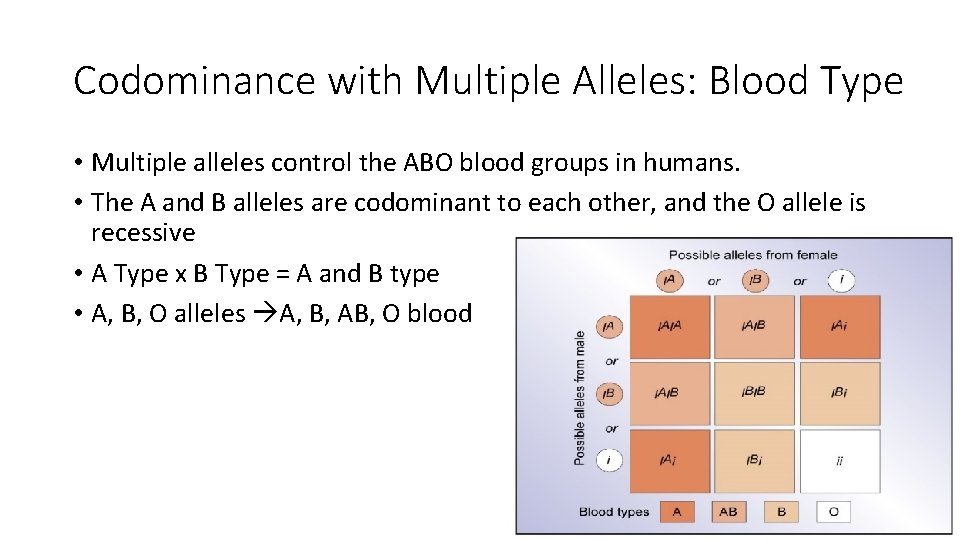 Codominance with Multiple Alleles: Blood Type • Multiple alleles control the ABO blood groups