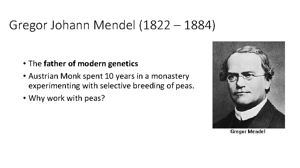 Gregor Johann Mendel (1822 – 1884) • The father of modern genetics • Austrian