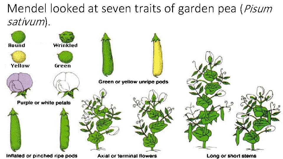 Mendel looked at seven traits of garden pea (Pisum sativum). 