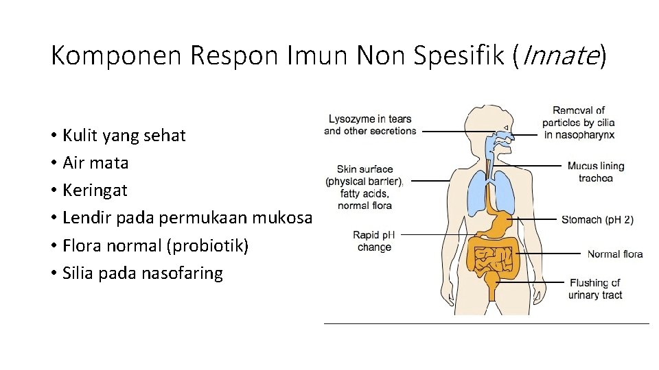Komponen Respon Imun Non Spesifik (Innate) • Kulit yang sehat • Air mata •