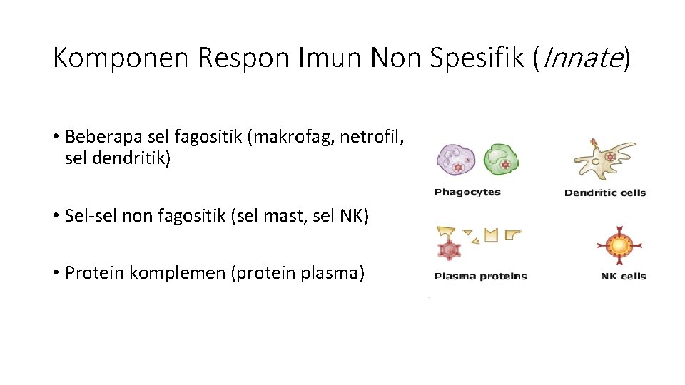 Komponen Respon Imun Non Spesifik (Innate) • Beberapa sel fagositik (makrofag, netrofil, sel dendritik)