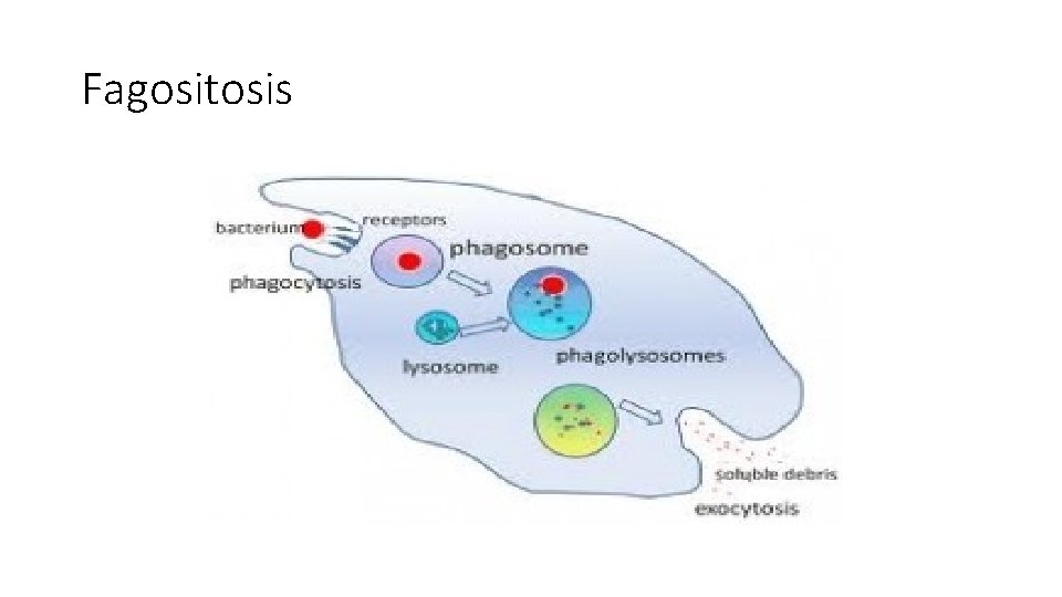 Fagositosis 