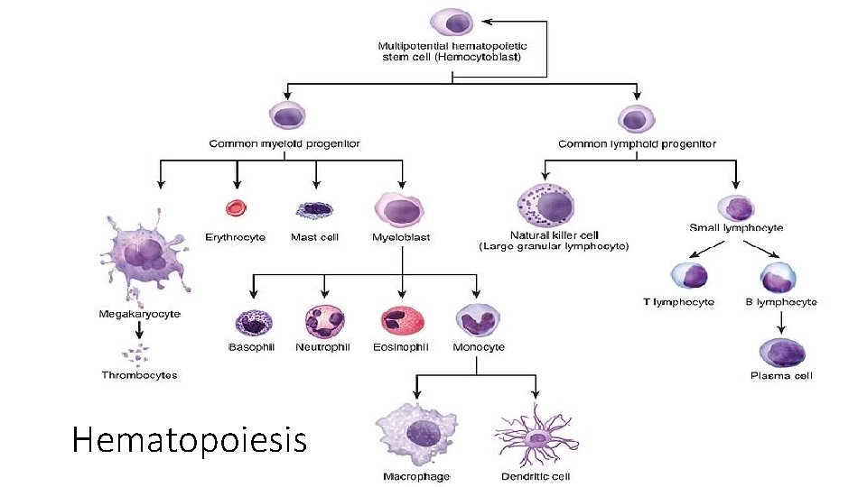 Hematopoiesis 