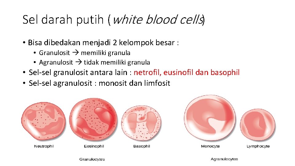 Sel darah putih (white blood cells) • Bisa dibedakan menjadi 2 kelompok besar :