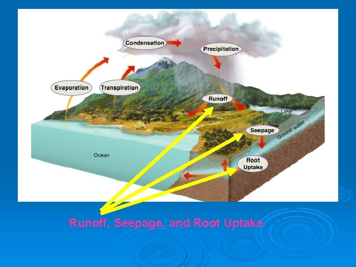 Runoff, Seepage, and Root Uptake 