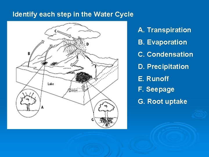 Identify each step in the Water Cycle A. Transpiration B. Evaporation C. Condensation D.