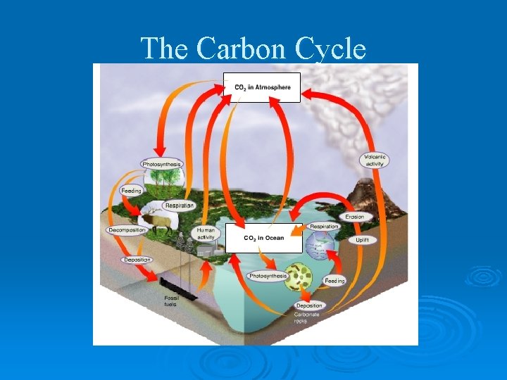 The Carbon Cycle 