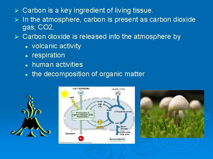 Carbon is a key ingredient of living tissue. Ø In the atmosphere, carbon is