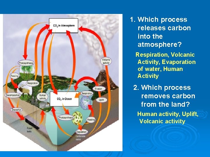 1. Which process releases carbon into the atmosphere? Respiration, Volcanic Activity, Evaporation of water,