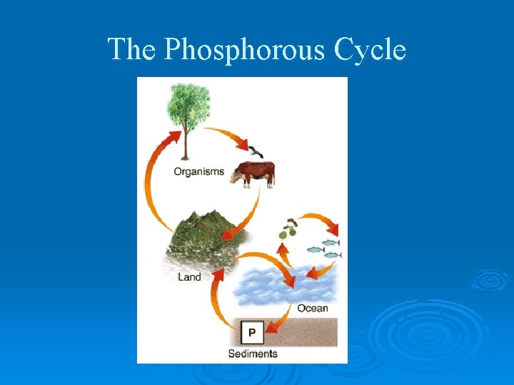 The Phosphorous Cycle 