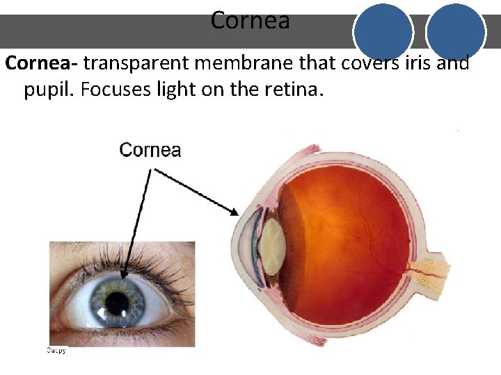 Cornea- transparent membrane that covers iris and pupil. Focuses light on the retina. Cornea- transparent membrane that covers iris and pupil. Focuses light on the retina.