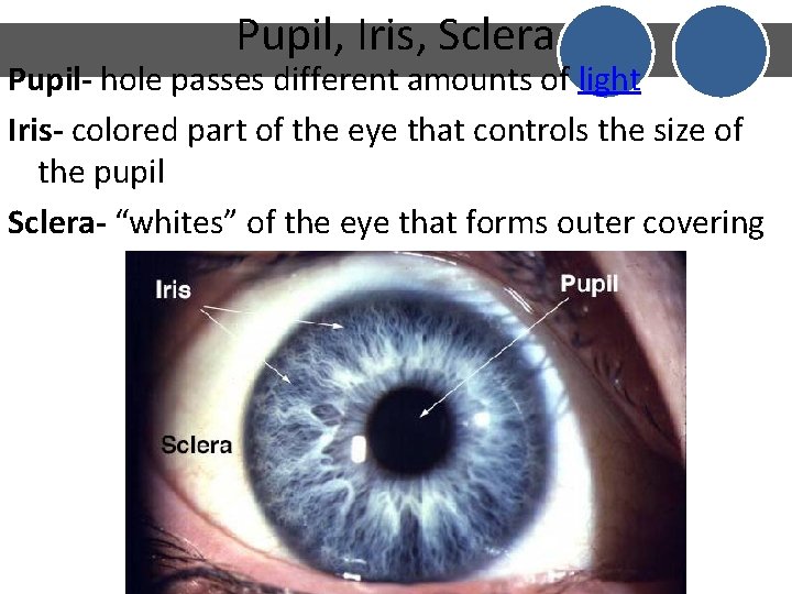 Pupil, Iris, Sclera Pupil- hole passes different amounts of light Iris- colored part of Pupil, Iris, Sclera Pupil- hole passes different amounts of light Iris- colored part of