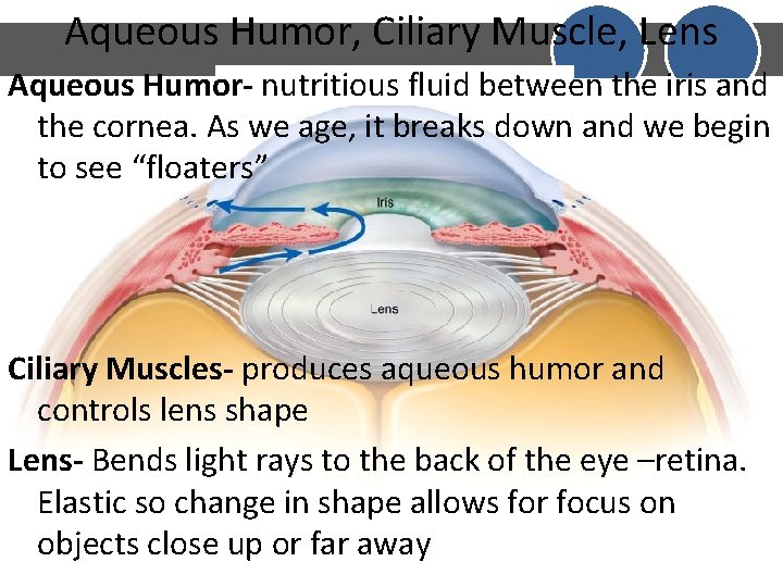 Aqueous Humor, Ciliary Muscle, Lens Aqueous Humor- nutritious fluid between the iris and the Aqueous Humor, Ciliary Muscle, Lens Aqueous Humor- nutritious fluid between the iris and the
