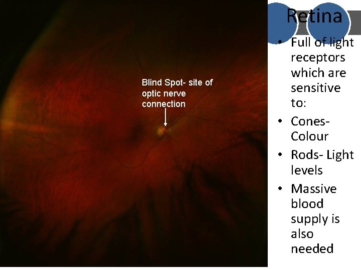 Retina Blind Spot- site of optic nerve connection • Full of light receptors which Retina Blind Spot- site of optic nerve connection • Full of light receptors which