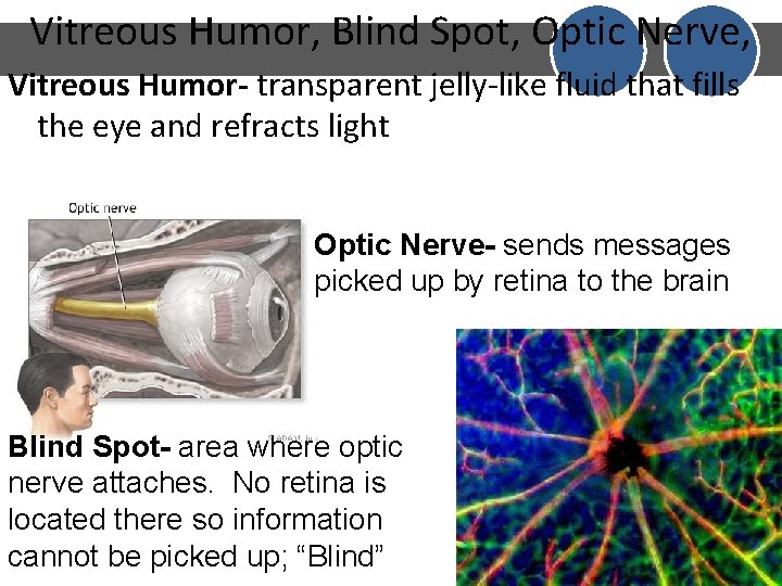 Vitreous Humor, Blind Spot, Optic Nerve, Vitreous Humor- transparent jelly-like fluid that fills the Vitreous Humor, Blind Spot, Optic Nerve, Vitreous Humor- transparent jelly-like fluid that fills the