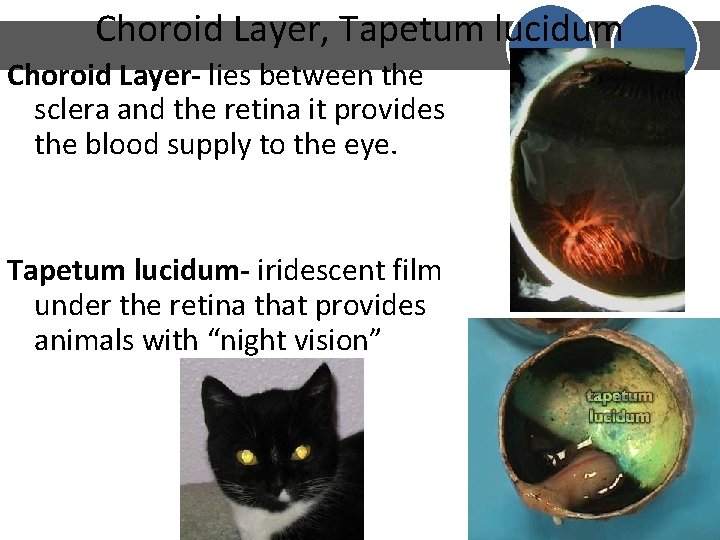 Choroid Layer, Tapetum lucidum Choroid Layer- lies between the sclera and the retina it Choroid Layer, Tapetum lucidum Choroid Layer- lies between the sclera and the retina it