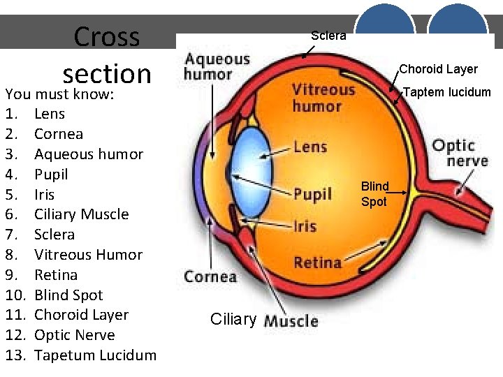 Cross section You must know: 1. Lens 2. Cornea 3. Aqueous humor 4. Pupil Cross section You must know: 1. Lens 2. Cornea 3. Aqueous humor 4. Pupil