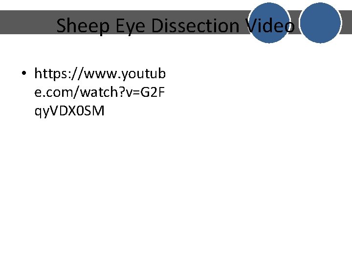 Sheep Eye Dissection Video • https: //www. youtub e. com/watch? v=G 2 F qy. Sheep Eye Dissection Video • https: //www. youtub e. com/watch? v=G 2 F qy.