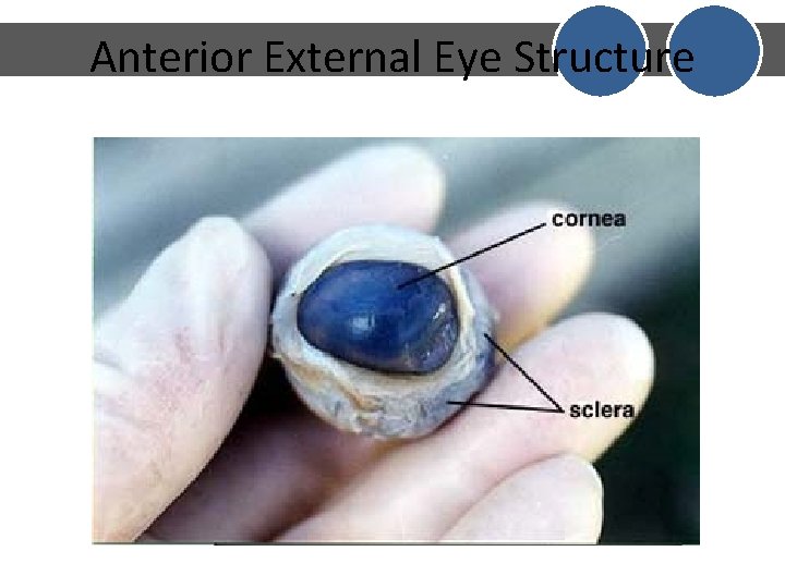 Anterior External Eye Structure Anterior External Eye Structure