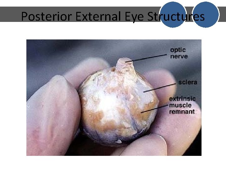 Posterior External Eye Structures Posterior External Eye Structures