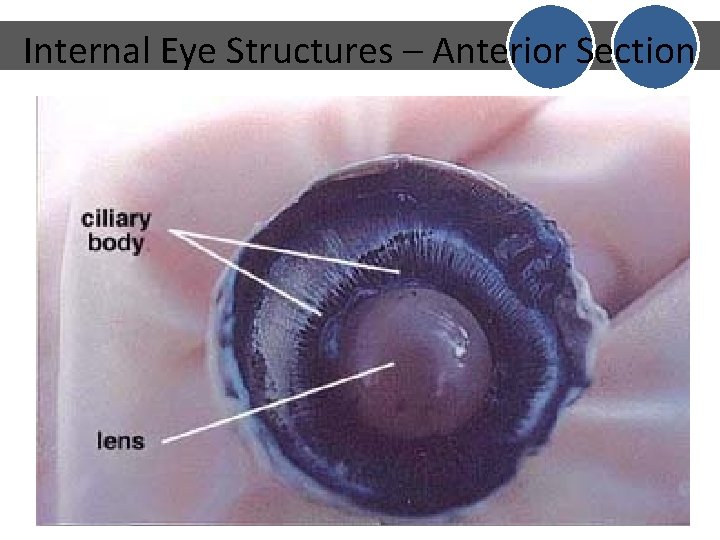 Internal Eye Structures – Anterior Section Internal Eye Structures – Anterior Section
