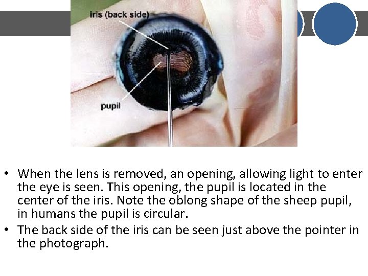 • When the lens is removed, an opening, allowing light to enter the • When the lens is removed, an opening, allowing light to enter the