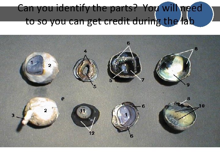 Can you identify the parts? You will need to so you can get credit Can you identify the parts? You will need to so you can get credit