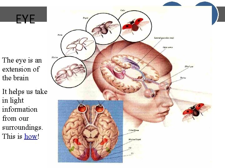 EYE The eye is an extension of the brain It helps us take in EYE The eye is an extension of the brain It helps us take in