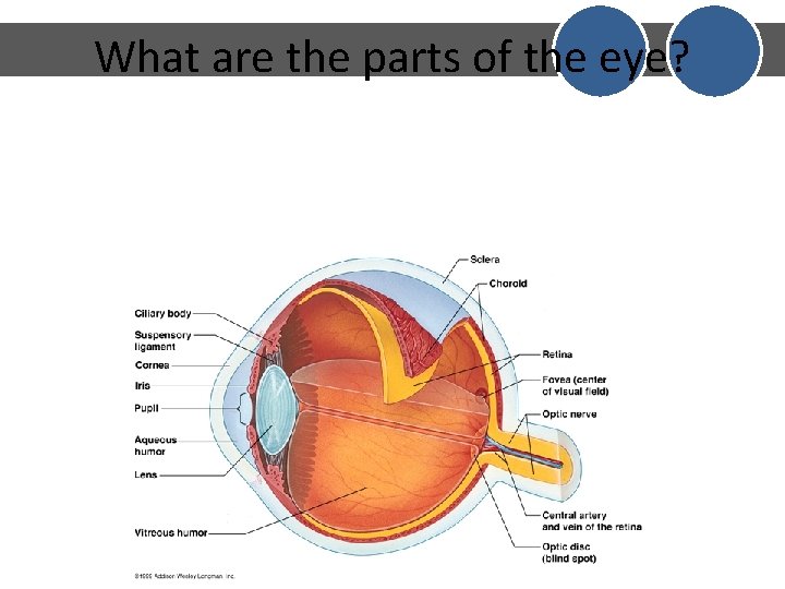 What are the parts of the eye? What are the parts of the eye?