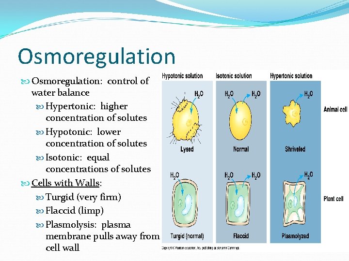 Osmoregulation Osmoregulation: control of water balance Hypertonic: higher concentration of solutes Hypotonic: lower concentration