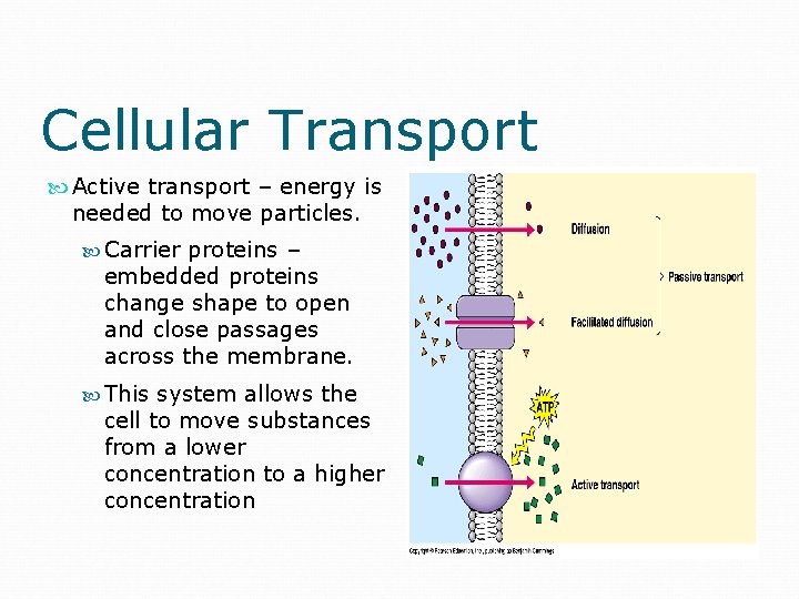 Cellular Transport Active transport – energy is needed to move particles. Carrier proteins –