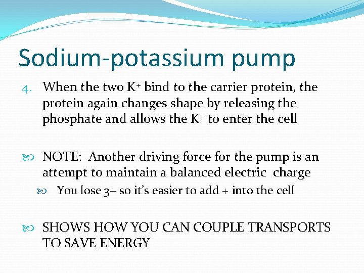 Sodium-potassium pump 4. When the two K+ bind to the carrier protein, the protein