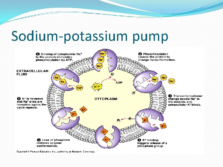 Sodium-potassium pump 