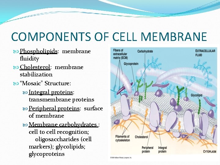 COMPONENTS OF CELL MEMBRANE Phospholipids: membrane fluidity Cholesterol: membrane stabilization “Mosaic” Structure: Integral proteins: